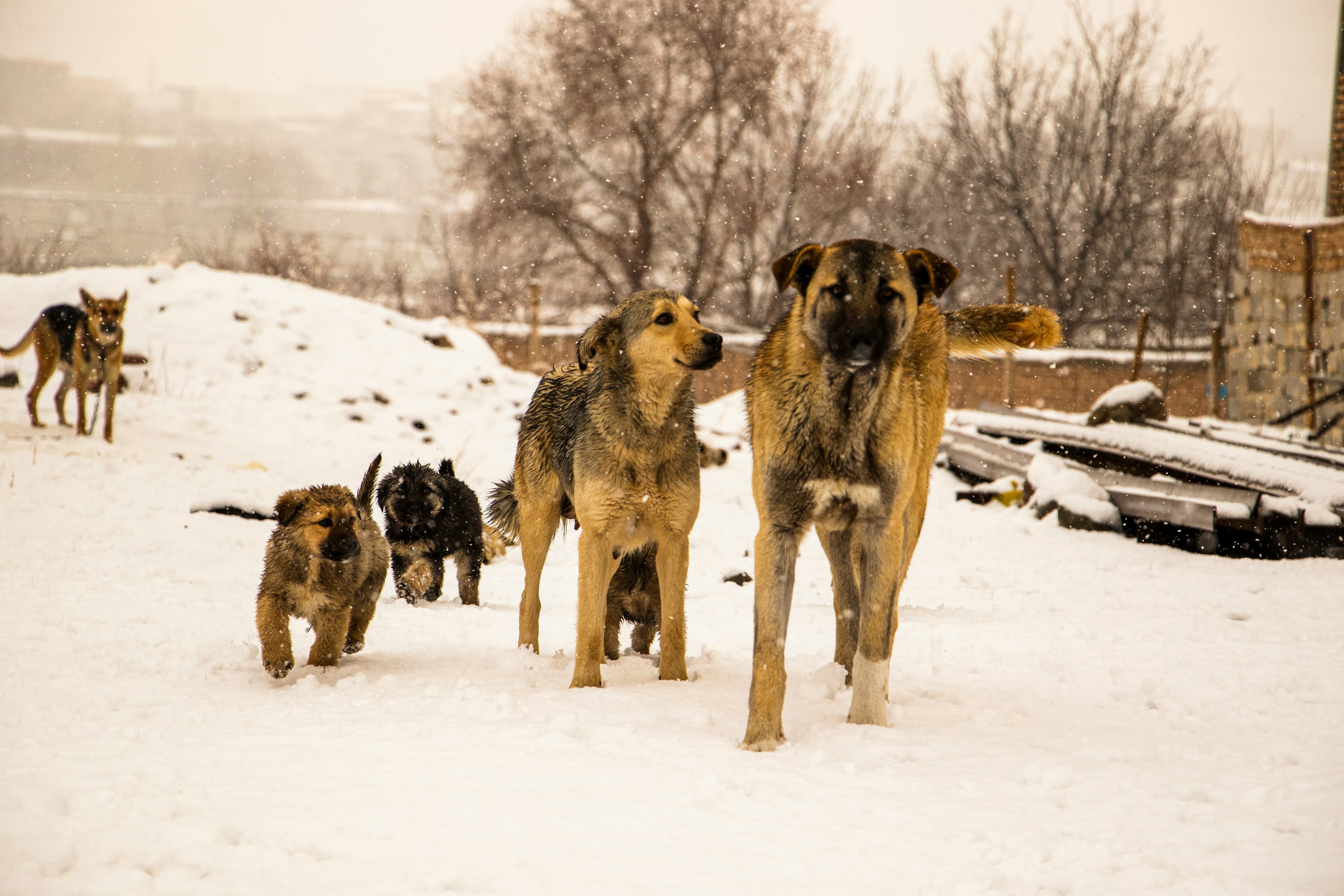 perritos en la calle en invierno