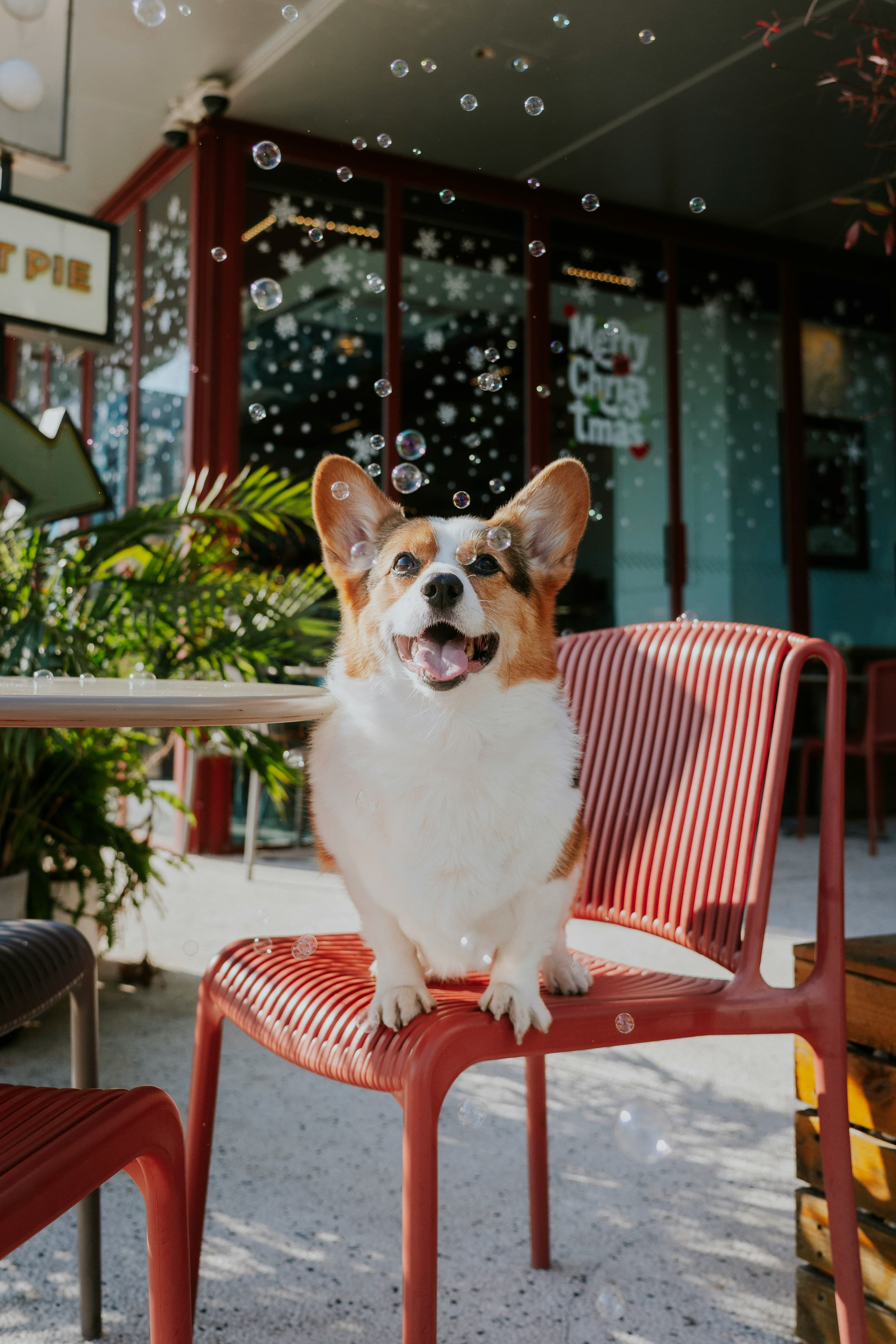 dog-coffe