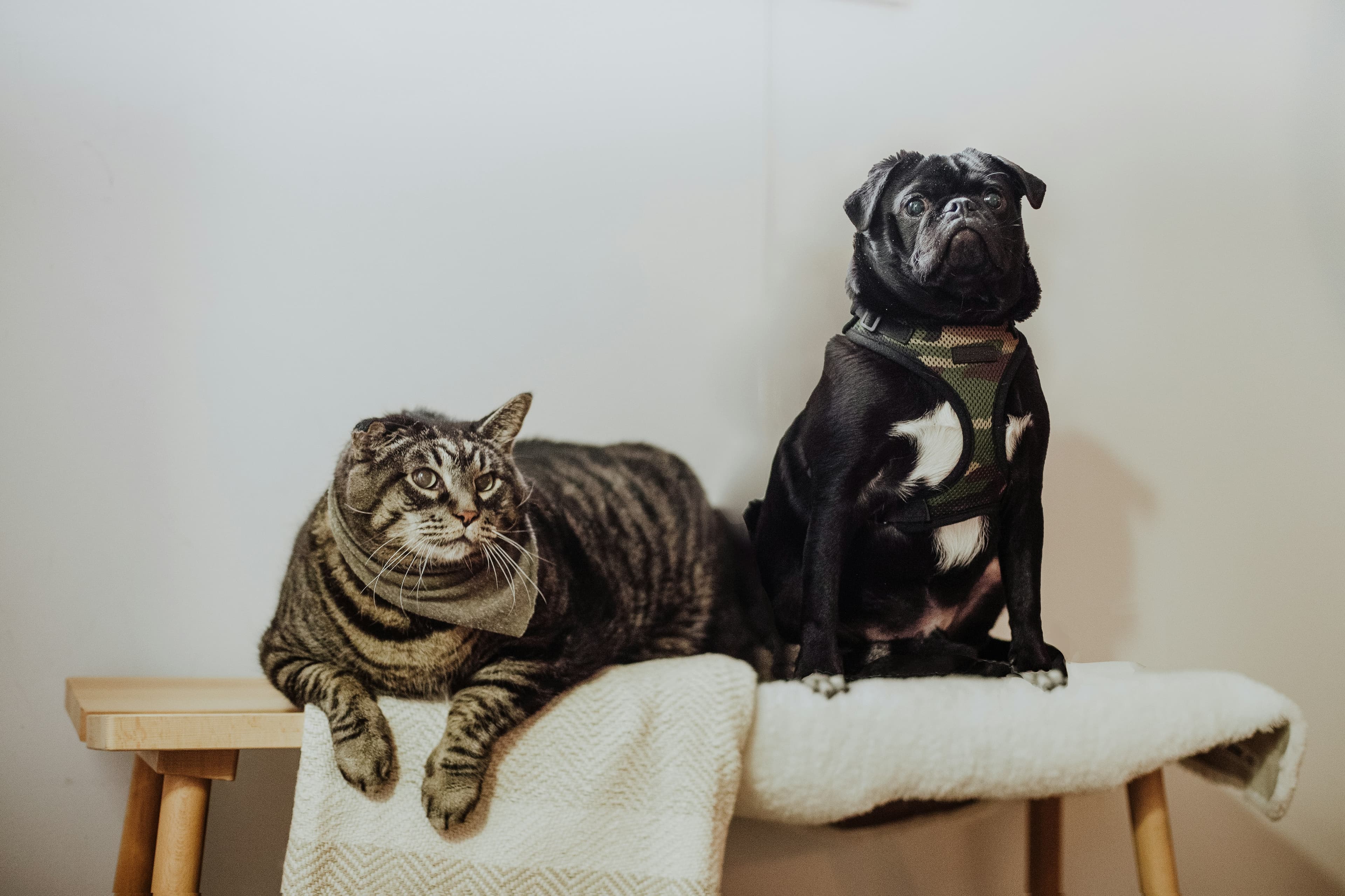 perrito y gato