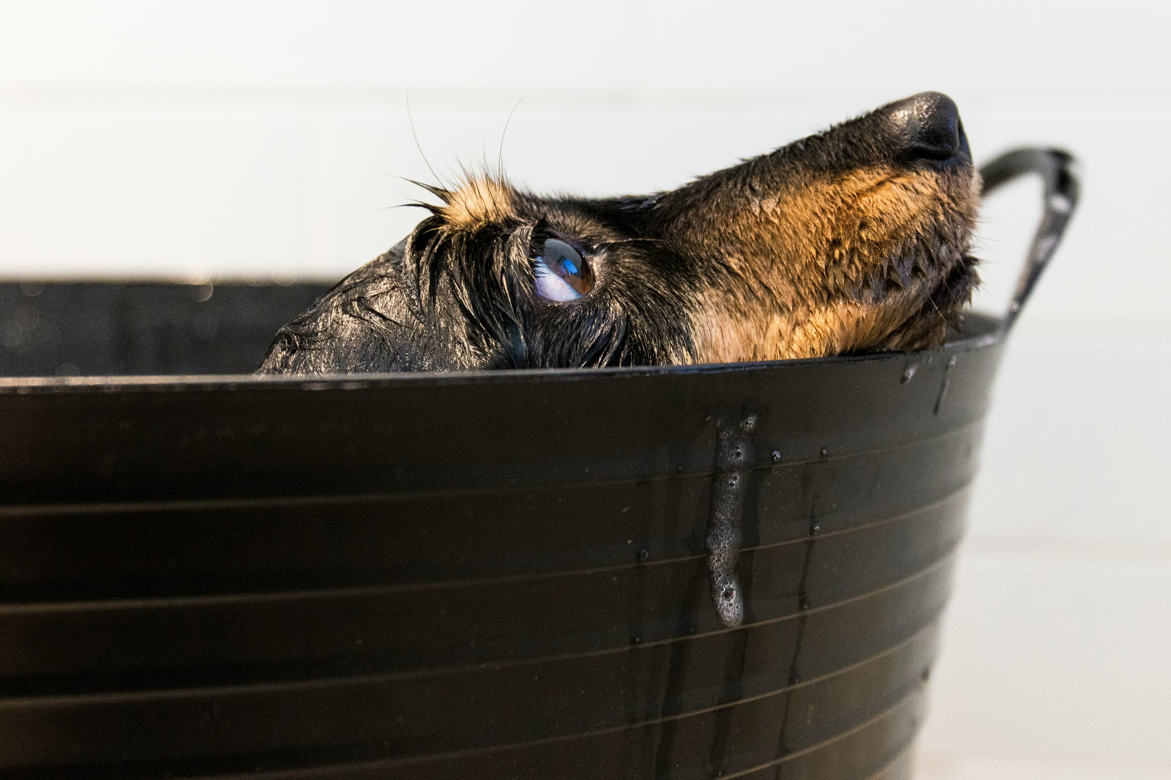 perrito baño