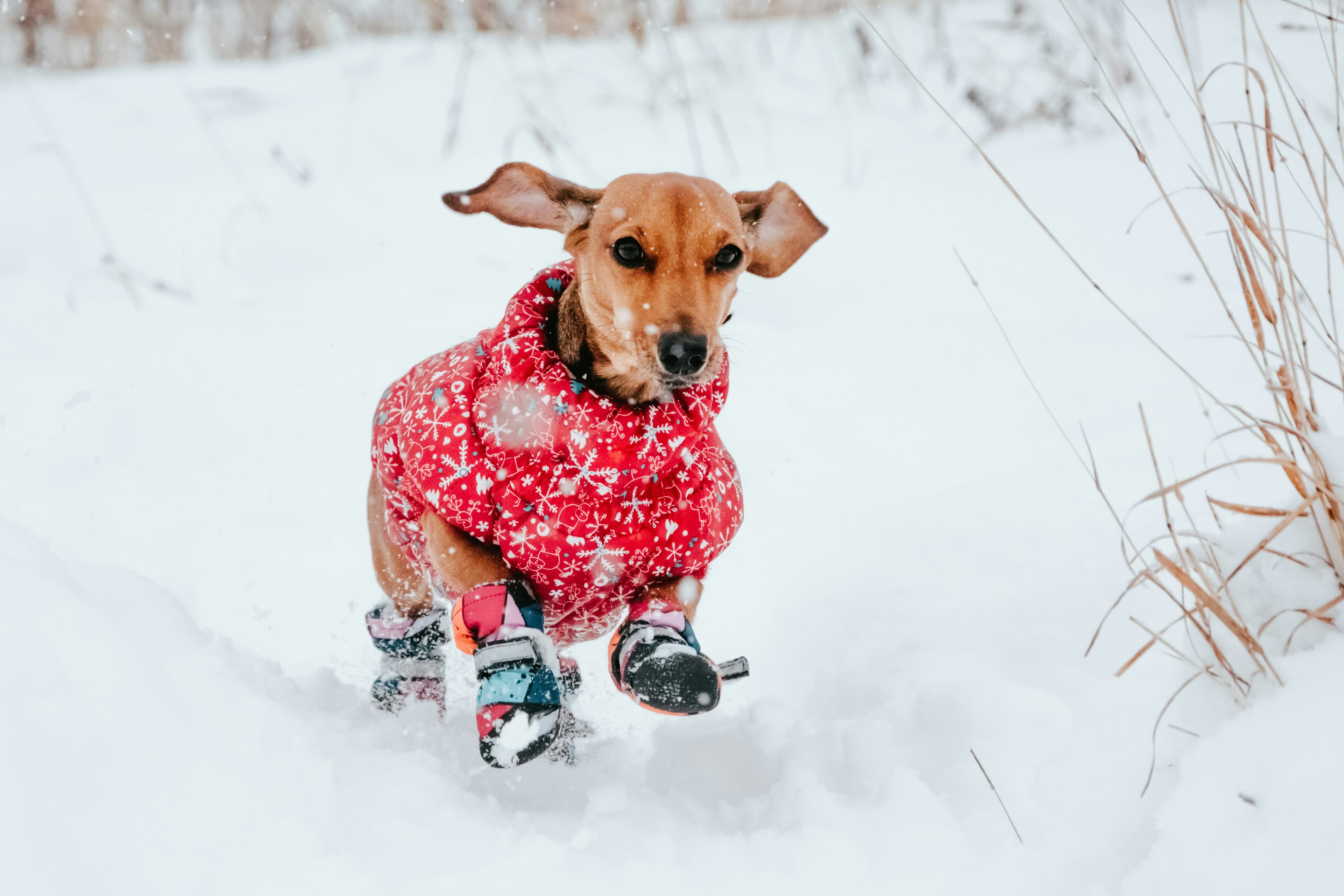 perrito-invierno