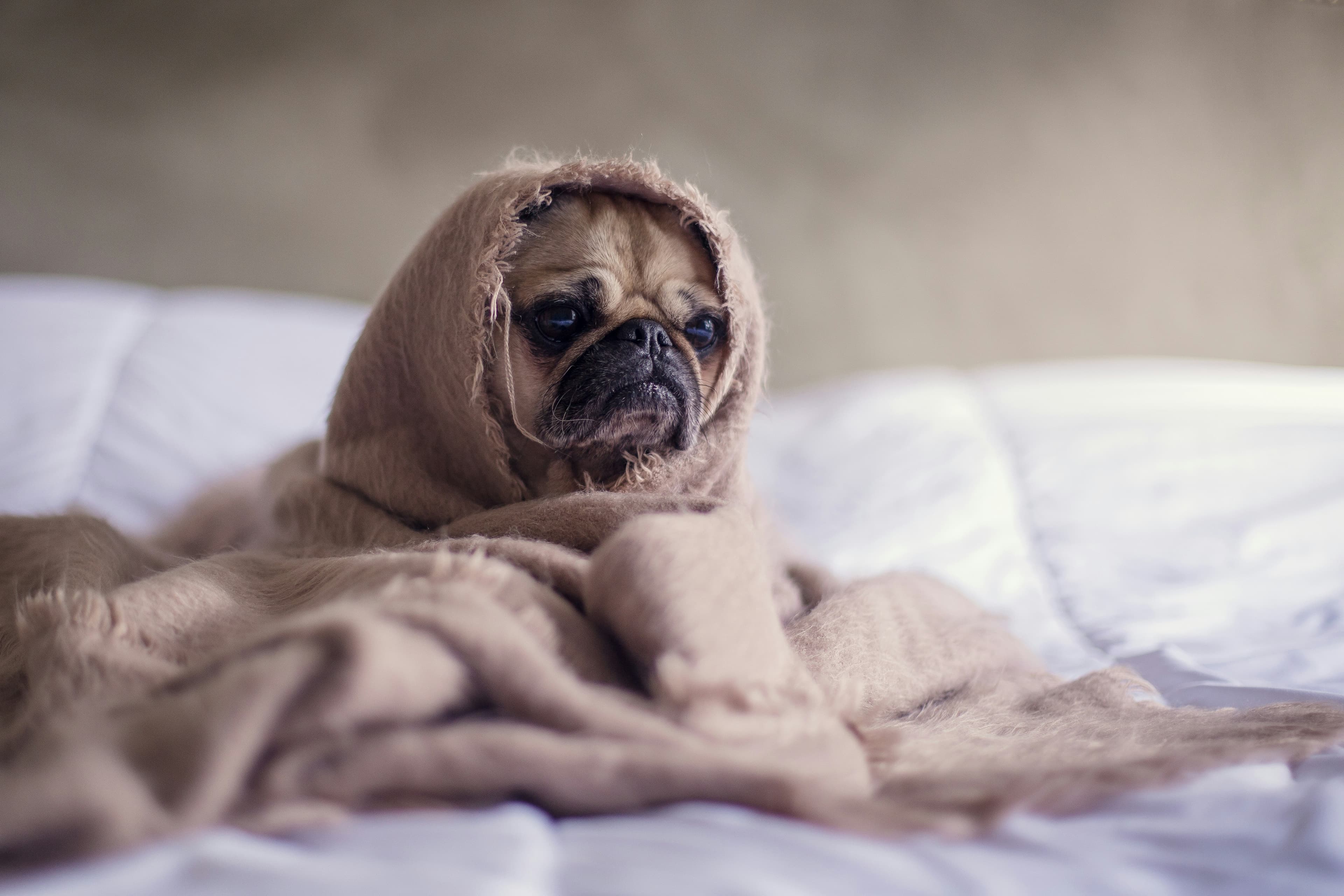 tired-dog