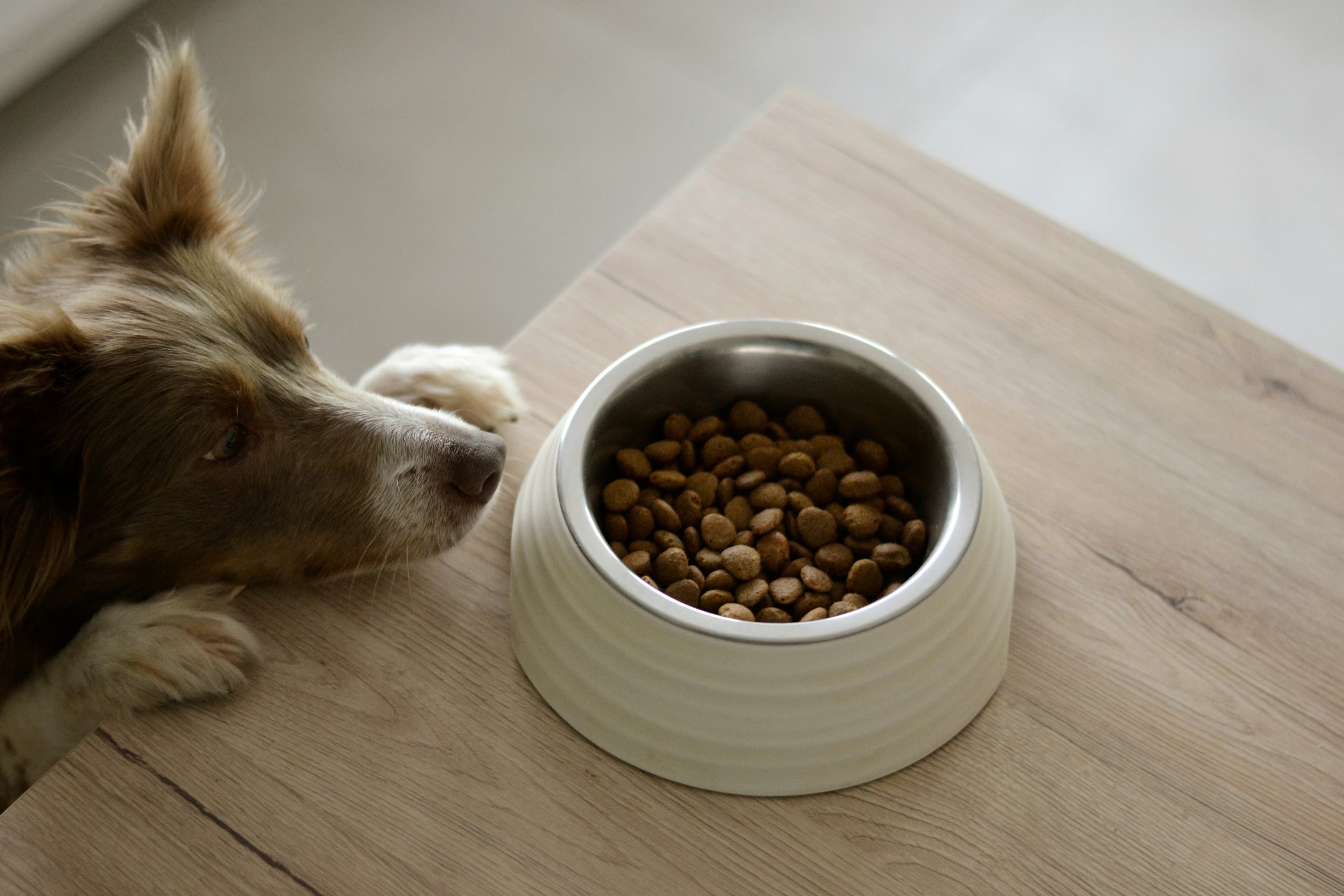 dog-food