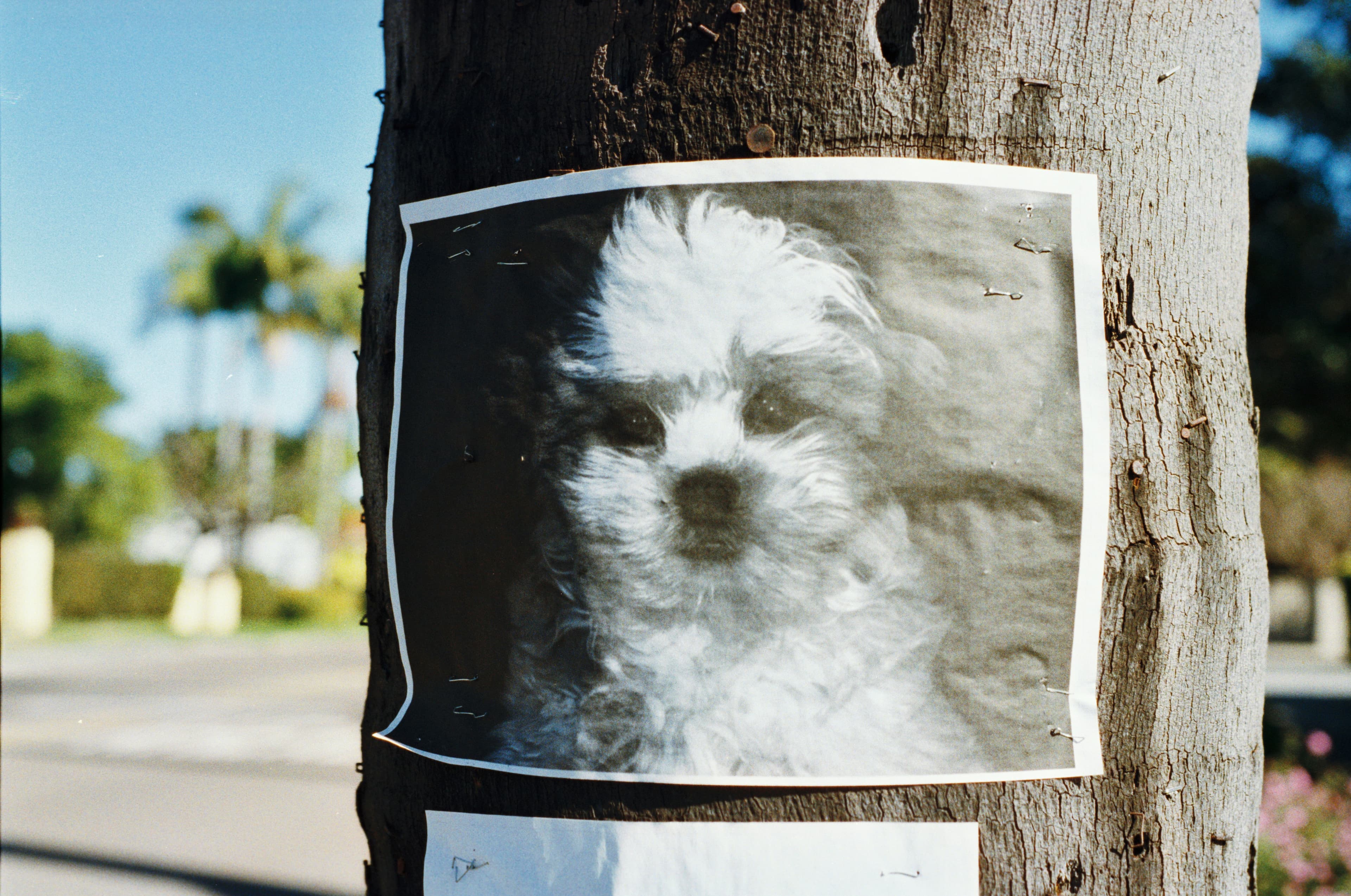 pet-losted