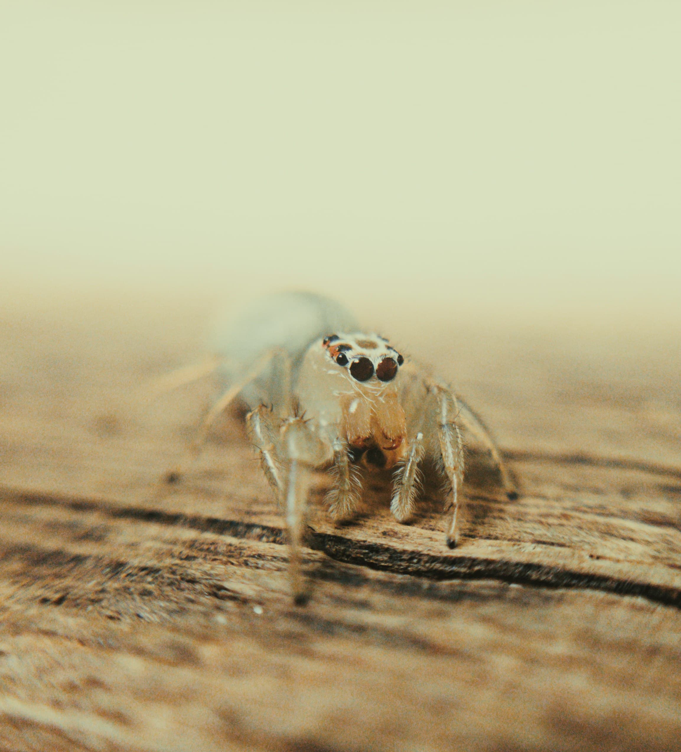 parasitos