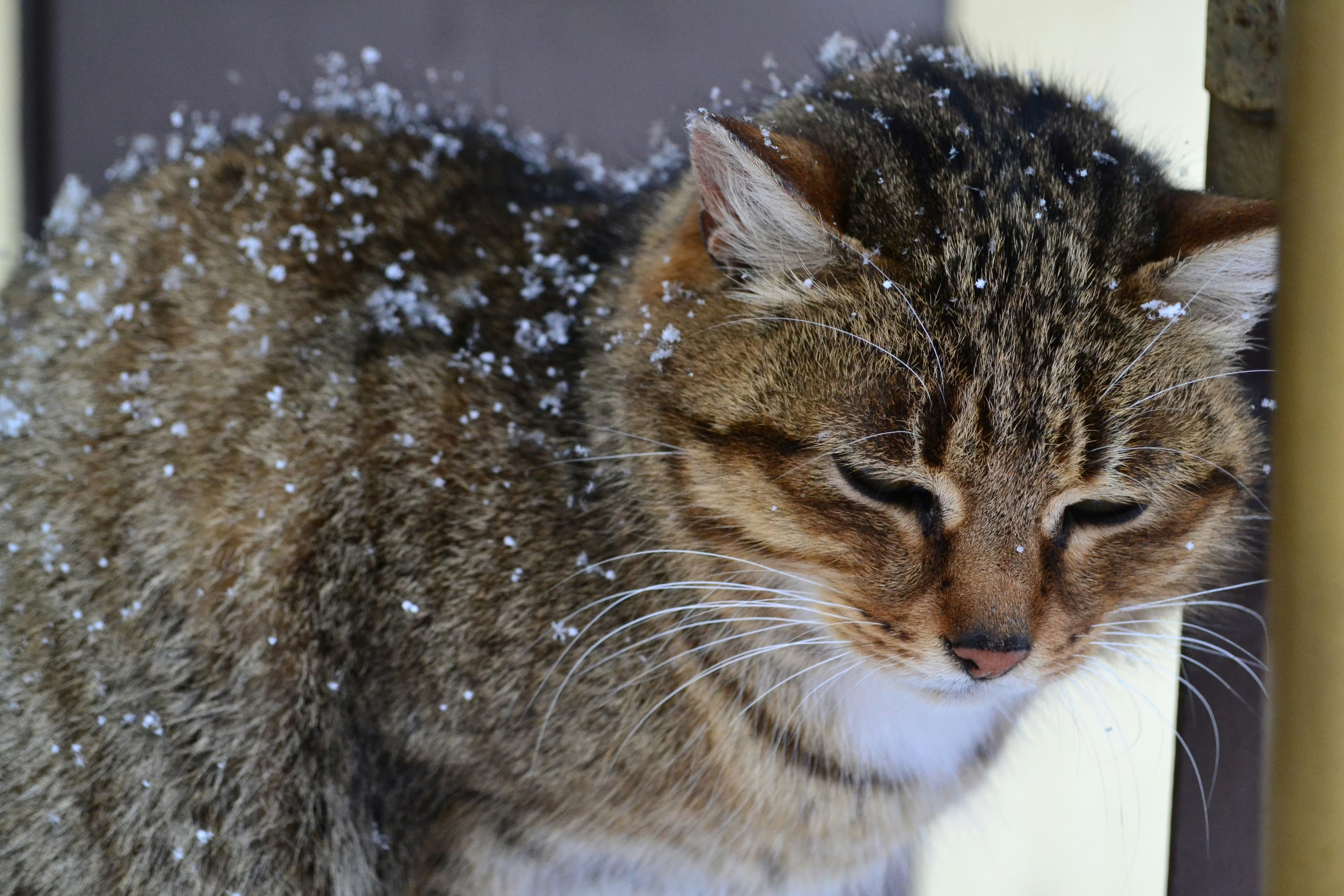 gatito invierno